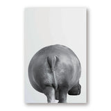 Animals Butt