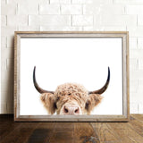 Highland Cow