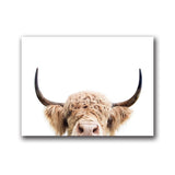 Highland Cow