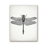 Insect Dragonfly Art