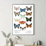 Butterflies And Moths