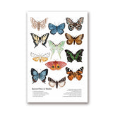 Butterflies And Moths