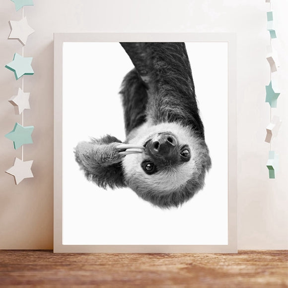 Sloth Animal