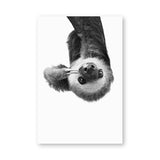 Sloth Animal