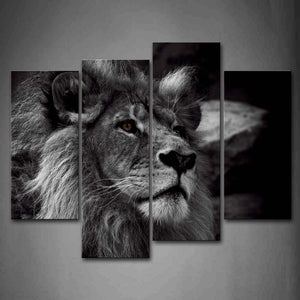 Lion Head / Nature