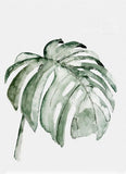 Monstera Deliciosa Leaves / Nature