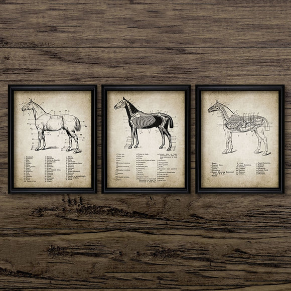 Vintage Horse Anatomy